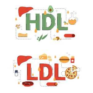 hdl-ldl-01